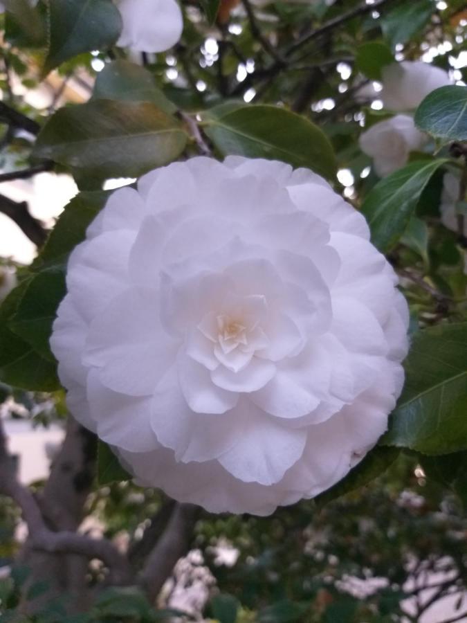 빌라 라 미라벨라 Cadenabbia 외부 사진